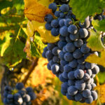 O Impacto do Aquecimento Global no Vinho Tinto de Bordeaux